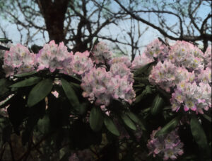 rhododendron